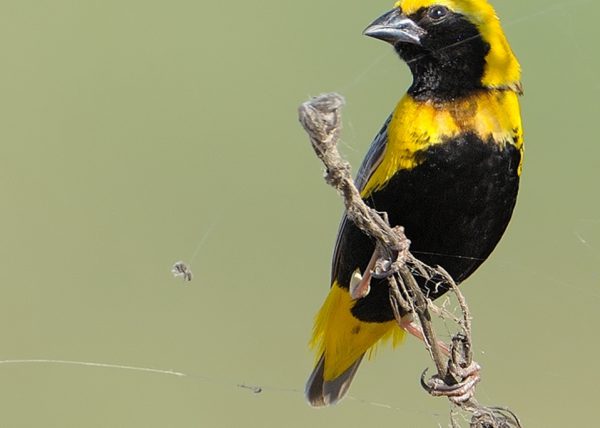 tejedor amarillo Birding Doñana, Jaime Blasco