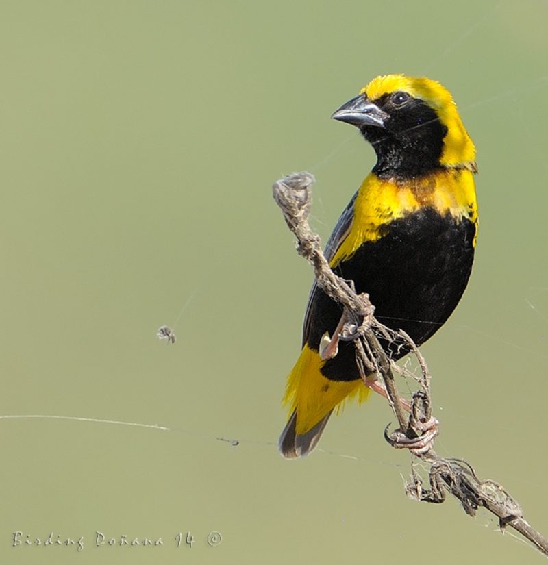 tejedor amarillo Birding Doñana, Jaime Blasco