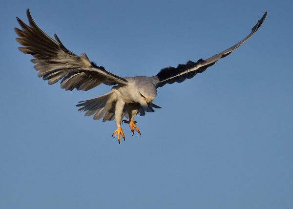 texturas y pose Birding Doñana, Jaime Blasco