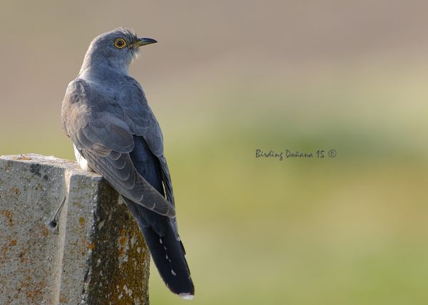 tiempos de cucos Birding Doñana, Jaime Blasco