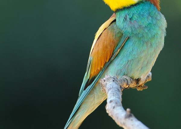 topicazo de colorines Birding Doñana, Jaime Blasco