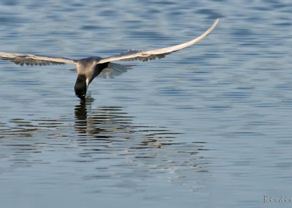 topicazo de temporada Birding Doñana, Jaime Blasco