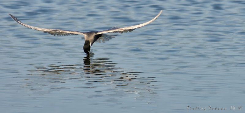 topicazo de temporada Birding Doñana, Jaime Blasco