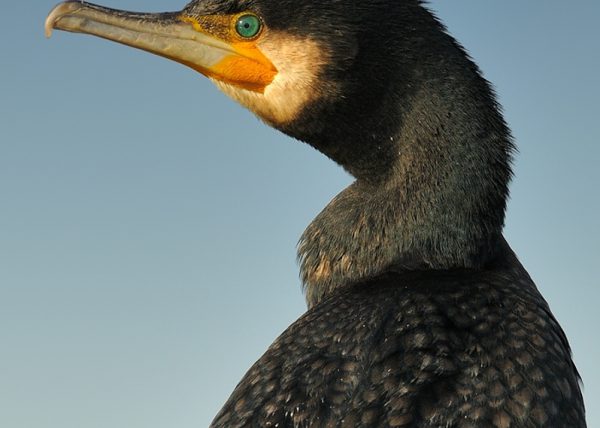 Torsión Birding Doñana, Jaime Blasco