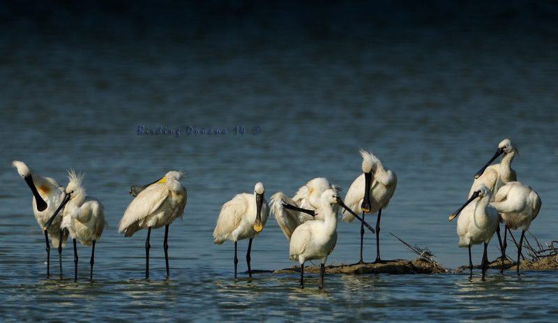 tranquilidad Birding Doñana, Jaime Blasco