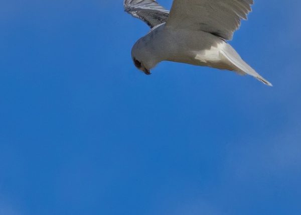 trapito Birding Doñana, Jaime Blasco