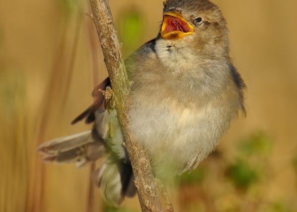 trigal Birding Doñana, Jaime Blasco