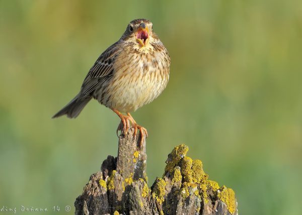 trinos Birding Doñana, Jaime Blasco