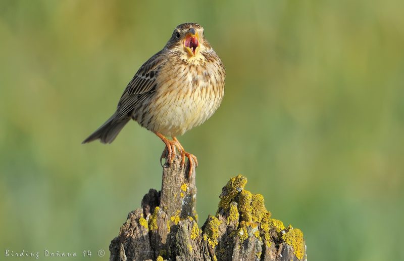 trinos Birding Doñana, Jaime Blasco