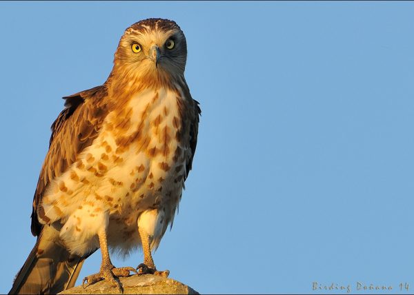 un clasico Birding Doñana, Jaime Blasco