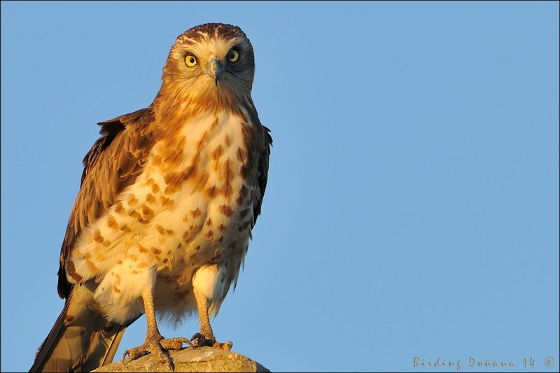 un clasico Birding Doñana, Jaime Blasco