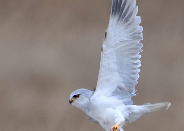 Un elanio Birding Doñana, Jaime Blasco