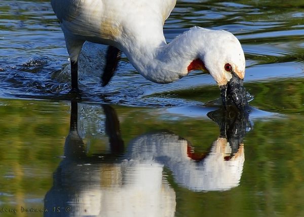 un dos probando Birding Doñana, Jaime Blasco