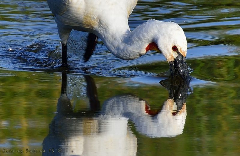 un dos probando Birding Doñana, Jaime Blasco