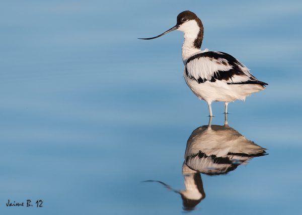 Vaquiruela Birding Doñana, Jaime Blasco