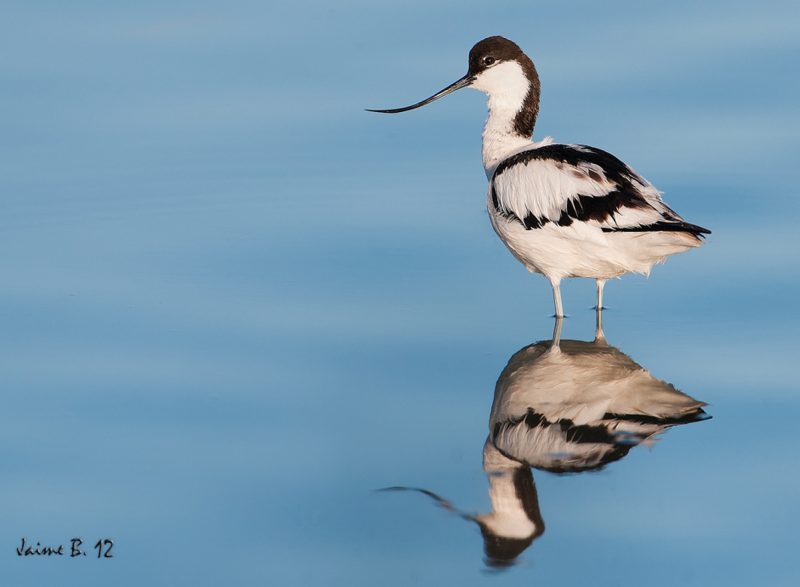 Vaquiruela Birding Doñana, Jaime Blasco