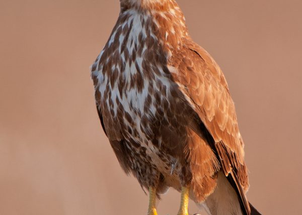 variante palida Birding Doñana, Jaime Blasco