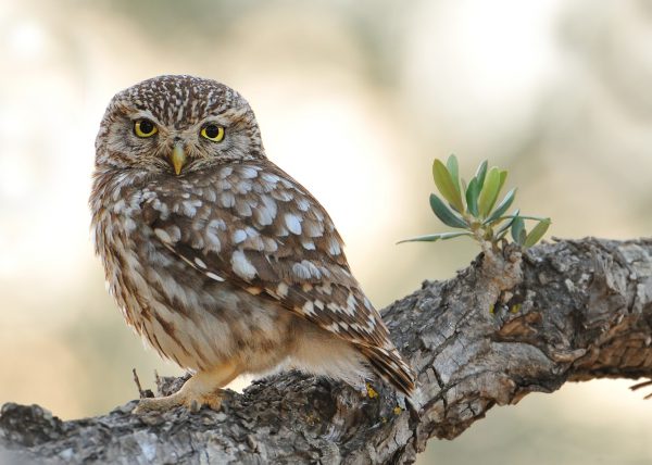 vecino Birding Doñana, Jaime Blasco