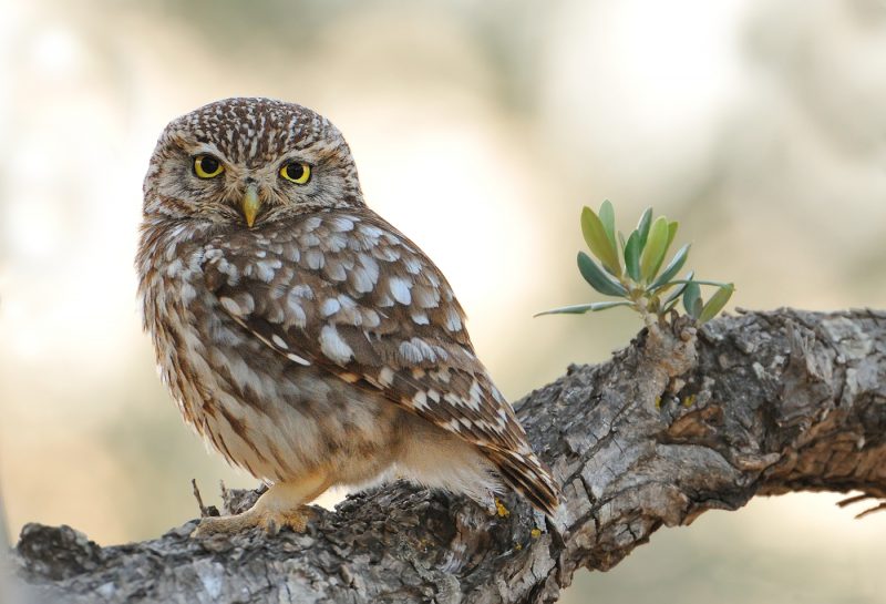 vecino Birding Doñana, Jaime Blasco