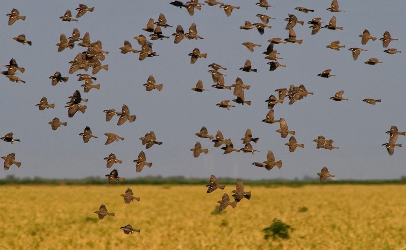 verano Birding Doñana, Jaime Blasco