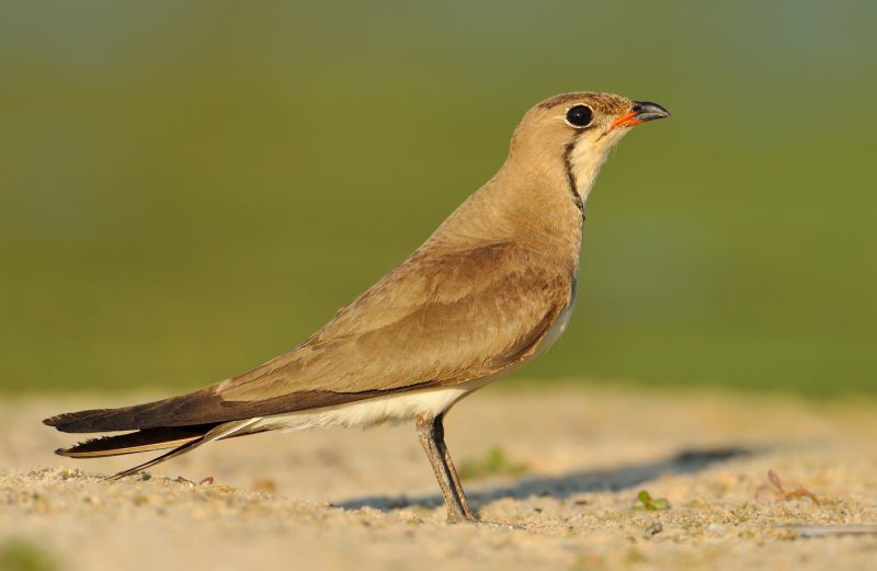 verde Birding Doñana, Jaime Blasco