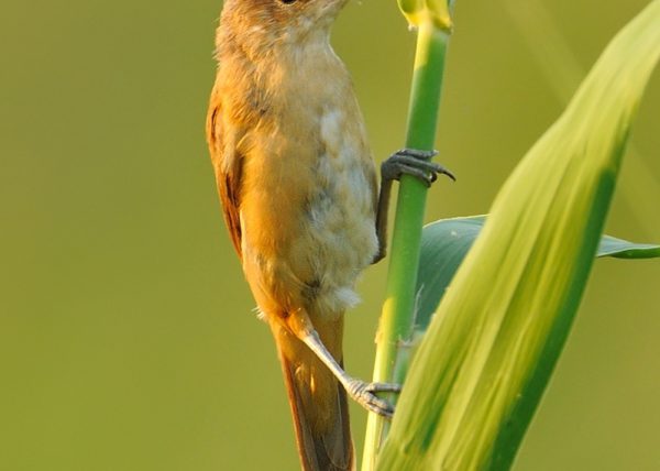 verde Birding Doñana, Jaime Blasco