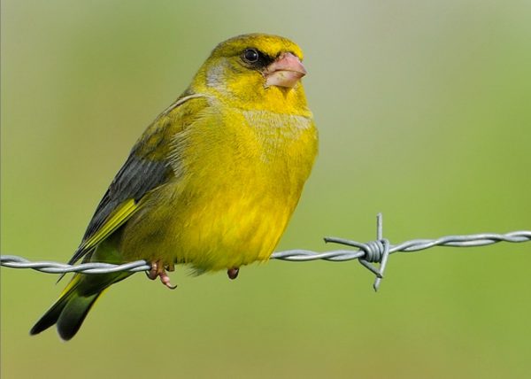 verderon Birding Doñana, Jaime Blasco