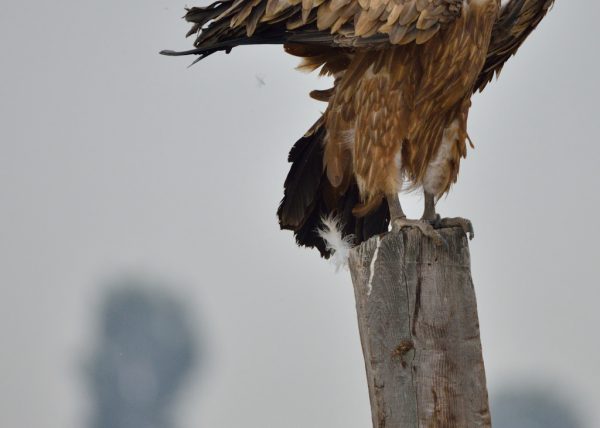 veta de arena Birding Doñana, Jaime Blasco