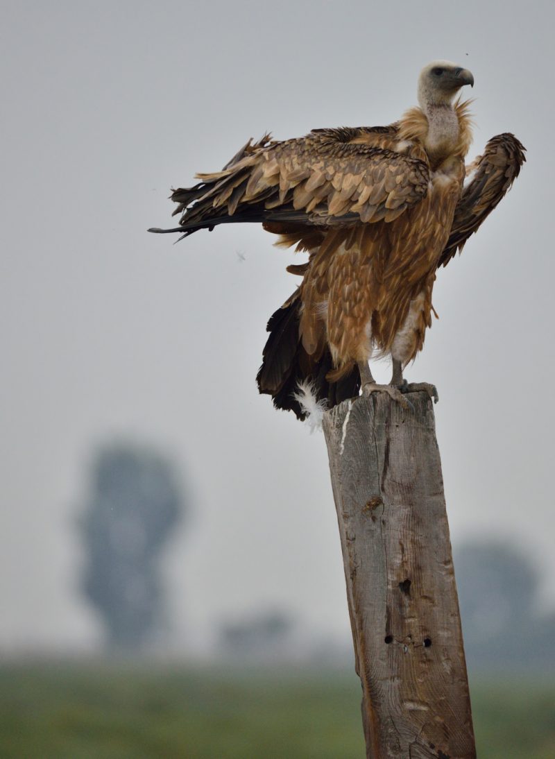 veta de arena Birding Doñana, Jaime Blasco