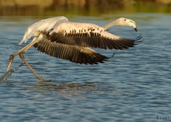 veta la palma Birding Doñana, Jaime Blasco