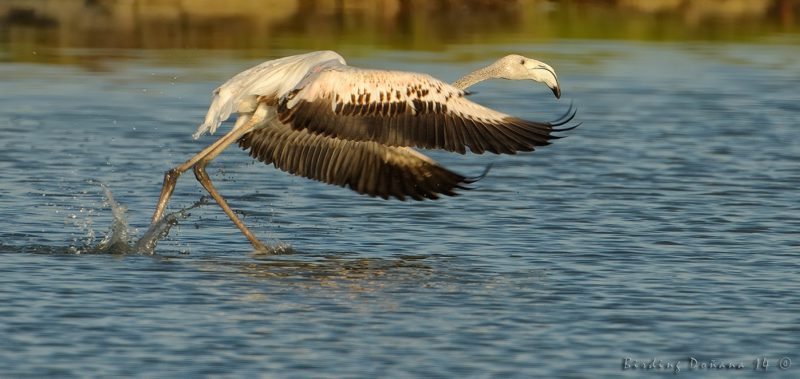 veta la palma Birding Doñana, Jaime Blasco