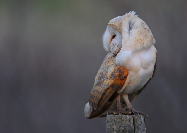 viento II Birding Doñana, Jaime Blasco