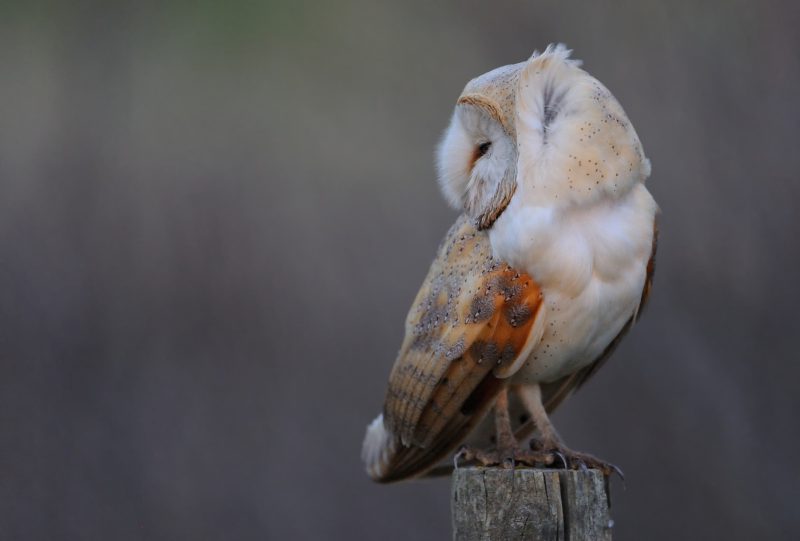 viento II Birding Doñana, Jaime Blasco