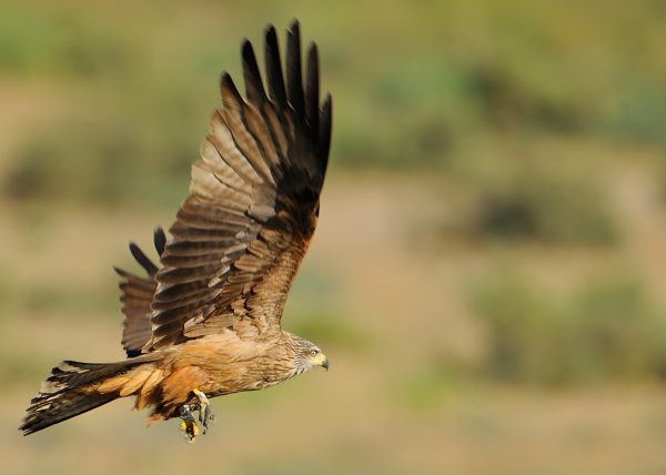 vuelo bajo Birding Doñana, Jaime Blasco