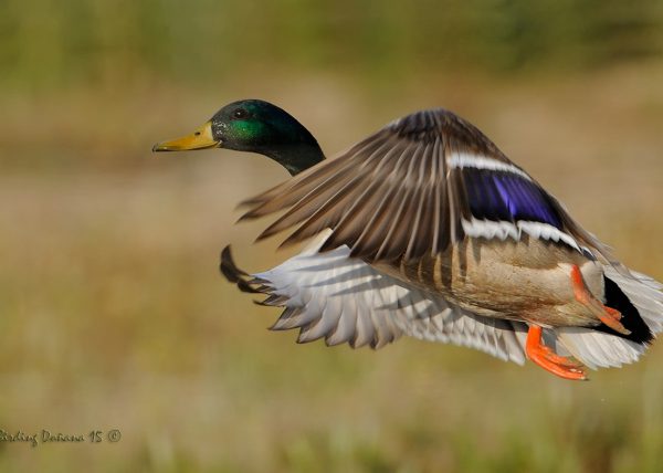 vuelo azulon Birding Doñana, Jaime Blasco