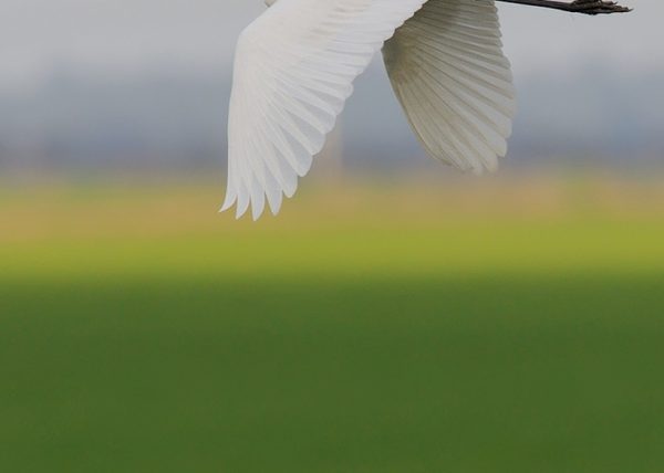 vuelo de colores Birding Doñana, Jaime Blasco