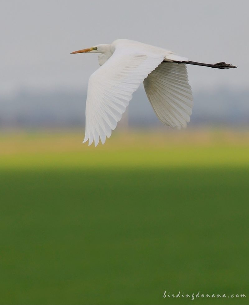 vuelo de colores Birding Doñana, Jaime Blasco