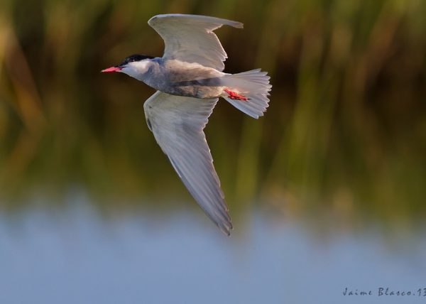 vuelo de fumarel Birding Doñana, Jaime Blasco