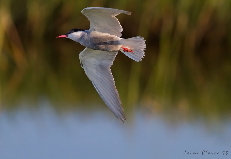 vuelo de fumarel Birding Doñana, Jaime Blasco