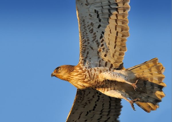 vuelo hacia el sol Birding Doñana, Jaime Blasco