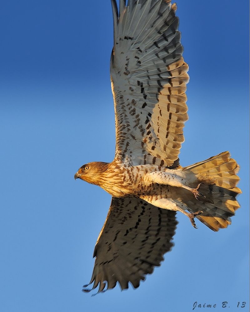 vuelo hacia el sol Birding Doñana, Jaime Blasco