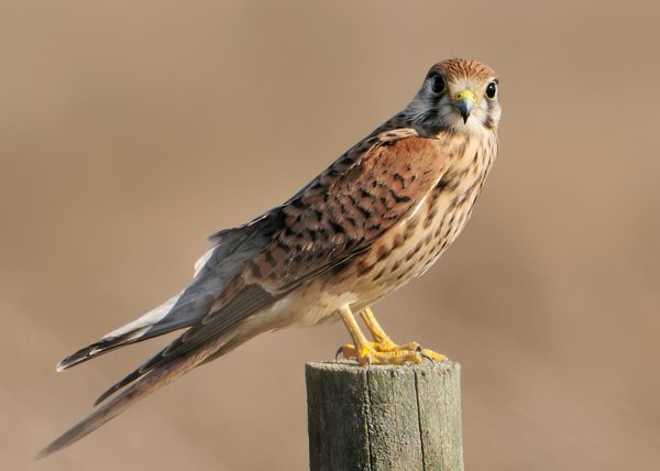 y tu que leñe miras Birding Doñana, Jaime Blasco