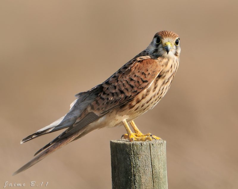 y tu que leñe miras Birding Doñana, Jaime Blasco