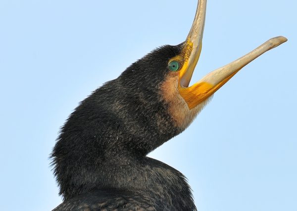 Yell Birding Doñana, Jaime Blasco