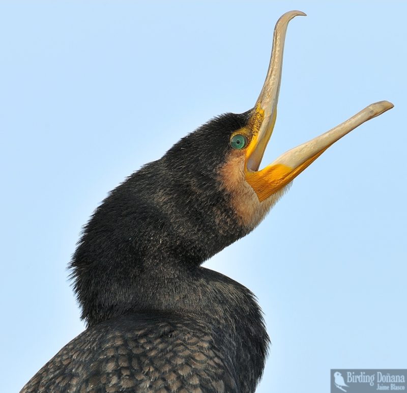 Yell Birding Doñana, Jaime Blasco