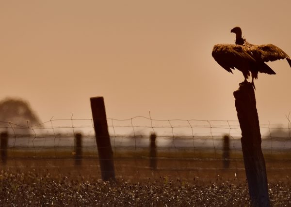 Zacallon Birding Doñana, Jaime Blasco