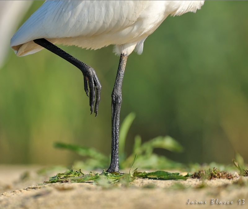 el famoso pdv Birding Doñana, Jaime Blasco