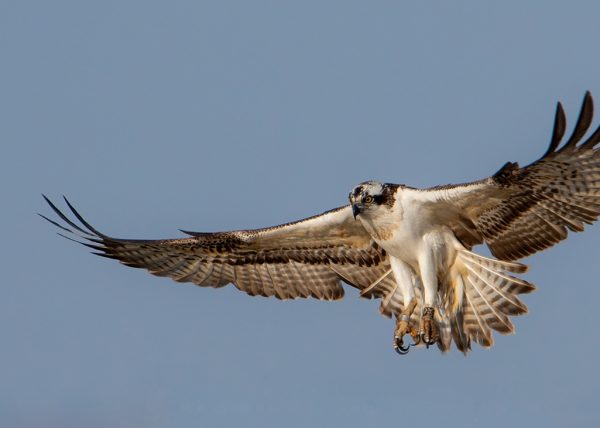 hu Birding Doñana, Jaime Blasco