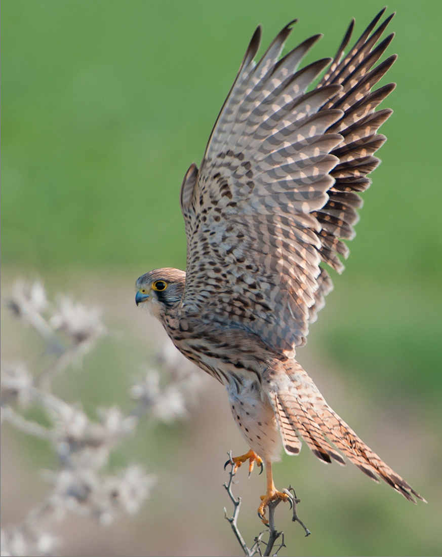 #Doñana se extingue