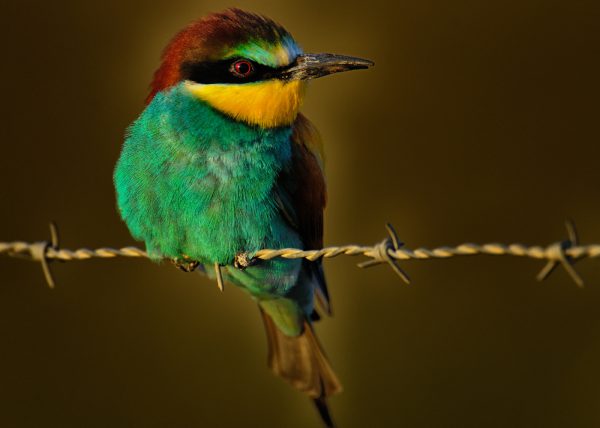 Detalle de pico roto Birding Doñana, Jaime Blasco